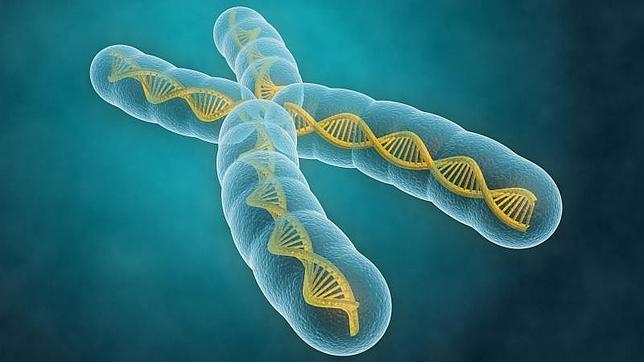 Adn Genes Y Cromosomas Bioandgeo